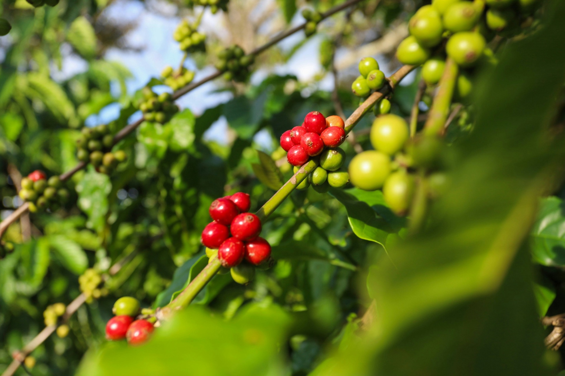 Was ist Specialty Coffee – </br> Definition und Abgrenzung